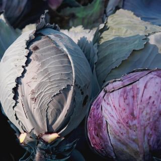 Kosaro Cabbage Thumbnail